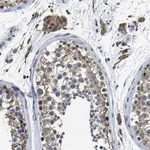 Merck Anti-C6orf89 antibody produced in rabbit