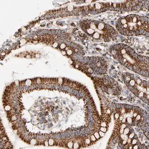 Merck Anti-PCNX4 antibody produced in rabbit