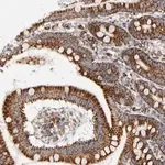 Merck Anti-PCNX4 antibody produced in rabbit
