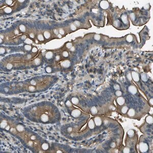Merck Anti-LRRC66 antibody produced in rabbit