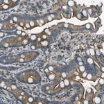 Merck Anti-LRRC66 antibody produced in rabbit