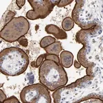 Merck Anti-PDLIM2 antibody produced in rabbit