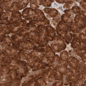 Merck Anti-MRPL52 antibody produced in rabbit