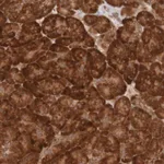 Merck Anti-MRPL52 antibody produced in rabbit