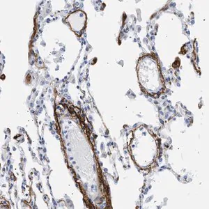 Merck Anti-ELN antibody produced in rabbit