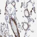 Merck Anti-ELN antibody produced in rabbit
