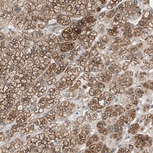 Merck Anti-GPAT4 antibody produced in rabbit