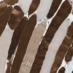 Merck Anti-RASGRP2 antibody produced in rabbit