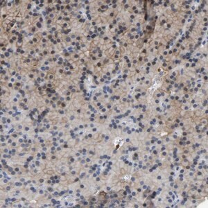 Merck Anti-ZNF449 antibody produced in rabbit
