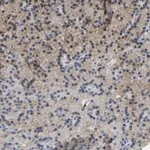 Merck Anti-ZNF449 antibody produced in rabbit