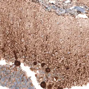 Merck Anti-STAU2 antibody produced in rabbit