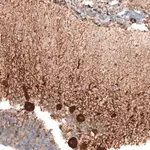 Merck Anti-STAU2 antibody produced in rabbit