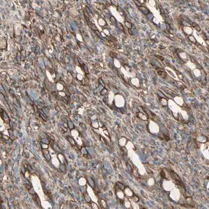 Merck Anti-EPB41L2 antibody produced in rabbit