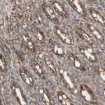 Merck Anti-EPB41L2 antibody produced in rabbit