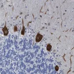 Merck Anti-TUB antibody produced in rabbit
