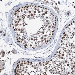 Merck Anti-CDC5L antibody produced in rabbit