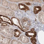 Merck Anti-NAV2 antibody produced in rabbit