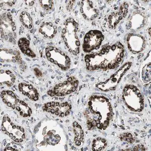 Merck Anti-KCNE3 antibody produced in rabbit