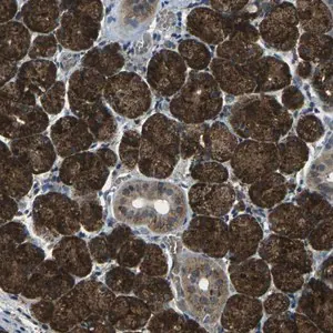 Merck Anti-SLC31A2 antibody produced in rabbit