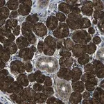 Merck Anti-SLC31A2 antibody produced in rabbit