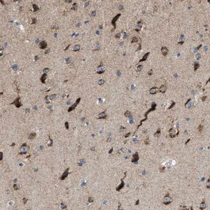 Merck Anti-PTDSS1 antibody produced in rabbit