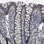 Merck Anti-SLC6A9 antibody produced in rabbit