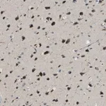 Merck Anti-IPO7 antibody produced in rabbit