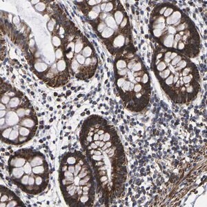 Merck Anti-P2RY11 antibody produced in rabbit