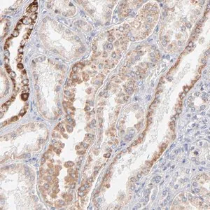 Merck Anti-MRPL58 antibody produced in rabbit