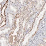 Merck Anti-MRPL58 antibody produced in rabbit