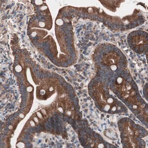 Merck Anti-CTTNBP2NL antibody produced in rabbit