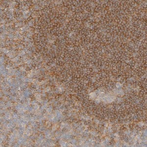 Merck ANTI-APPL1 antibody produced in rabbit