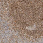 Merck ANTI-APPL1 antibody produced in rabbit