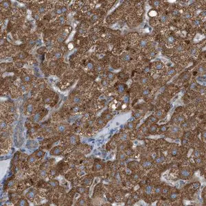 Merck Anti-C1GALT1C1 antibody produced in rabbit