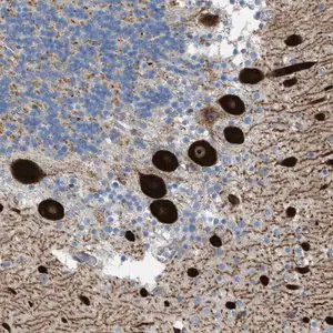 Merck Anti-ATP2A3 antibody produced in rabbit