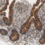 Merck Anti-TNIK antibody produced in rabbit