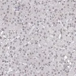 Merck Anti-ZNF532 antibody produced in rabbit