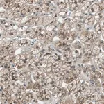 Merck Anti-SDC3 antibody produced in rabbit