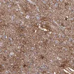 Merck Anti-PLSCR4 antibody produced in rabbit