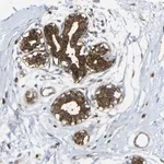 Merck Anti-KIAA1671 antibody produced in rabbit