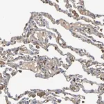 Merck Anti-GAB3 antibody produced in rabbit