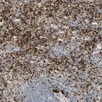 Merck Anti-PPBP antibody produced in rabbit