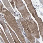Merck Anti-PANK4 antibody produced in rabbit