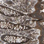 Merck Anti-ZNF71 antibody produced in rabbit