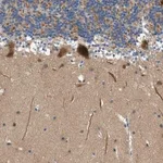 Merck Anti-KCNK1 antibody produced in rabbit