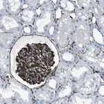 Merck Anti-ZDHHC6 antibody produced in rabbit