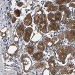 Merck Anti-SYPL1 antibody produced in rabbit