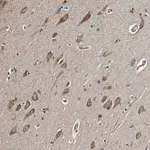 Merck Anti-MIB1 antibody produced in rabbit
