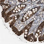 Merck Anti-UBA5 antibody produced in rabbit