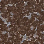 Merck Anti-TMED9 antibody produced in rabbit
